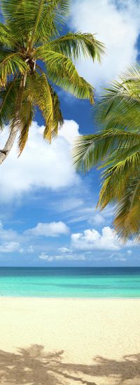 palm-trees-at-a-tropical-beach-in-the-cdwheatley